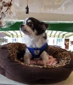 Luxyana Pets Hondentuig - M - 32-55cm - Harnas Voor Hond Of Grote Kat - Easy Step-in Hondenharnas - Inclusief Bijpassend Riempje - Zwart 25 Luxyana Pets Hondentuig - M - 32-55cm - Harnas Voor Hond Of Grote Kat - Easy Step-in Hondenharnas - Inclusief Bijpassend Riempje - Zwart -Huisdier Verkoop 1026x1200 4