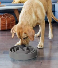 Outward Hound Slo Bowl Fun Feeder Voerbak - Anti Schrok Voerbak - Voerbak Slo-Bowl Mini Drop Teal Lichtblauw - 22X22X5 CM -Huisdier Verkoop 1030x1200 1