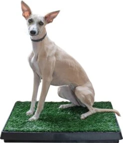 Adori Trainingsmat Gras - Hondentoilet - 50x63 Cm Multi-Color -Huisdier Verkoop 1034x1200