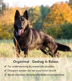 Gedrag In Balans - Hond (tot 30kg) - O.a. Bij Stress En Angst - 45 Tabletten A 400mg 7 Gedrag In Balans - Hond (tot 30kg) - O.a. Bij Stress En Angst - 45 Tabletten A 400mg -Huisdier Verkoop 1071x1200 1