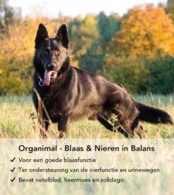 Blaas En Nieren In Balans - Hond (tot 30kg) - O.a. Bij Blaasontsteking En Blaasgruis - 45 Tabletten A 700mg -Huisdier Verkoop 1071x1200
