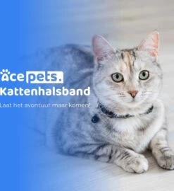 ACE Pets Reflecterende Kattenhalsband Met Veiligheidssluiting – Halsband Kat & Kitten - Met Adreskoker - Kittenhalsband & Kattenbandje Met Belletje - Geschikt Voor Apple Airtag - Zwart 20 ACE Pets Reflecterende Kattenhalsband Met Veiligheidssluiting – Halsband Kat & Kitten - Met Adreskoker - Kittenhalsband & Kattenbandje Met Belletje - Geschikt Voor Apple Airtag - Zwart -Huisdier Verkoop 1096x1200 7