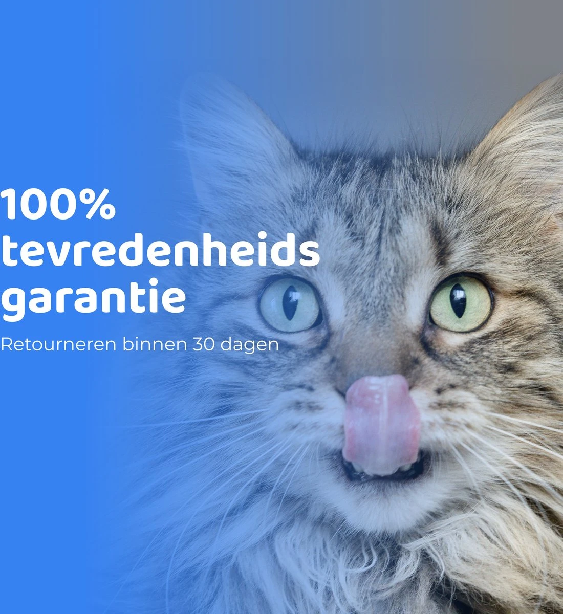 ACE Pets Ergonomische Voerbak Kat - Kattenvoerbakjes - Drinkbak Kat - Kat Voerbak 11 ACE Pets Ergonomische Voerbak Kat - Kattenvoerbakjes - Drinkbak Kat - Kat Voerbak - Afbeelding 9