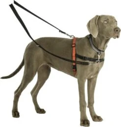 Company Of Animals Halti Trainingslijn - Large - 2 Meter - Verstelbaar - Zwart -Huisdier Verkoop 1145x1200