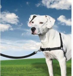 PetSafe Easy Walk® Deluxe Harness - Hondentuig - Blauw - L -1,8 M 23 PetSafe Easy Walk® Deluxe Harness - Hondentuig - Blauw - L -1,8 M -Huisdier Verkoop 1145x1200 3