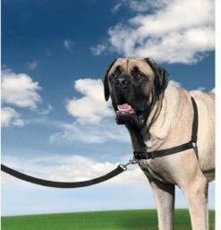 Petsafe Easy Walk® Deluxe Harness - Hondentuigje - Blauw - M - 1,8 M -Huisdier Verkoop 1152x1200 1