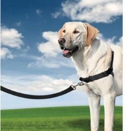 Petsafe Easy Walk® Deluxe Harness - Hondentuigje - Blauw - M - 1,8 M -Huisdier Verkoop 1152x1200 3