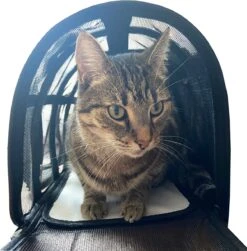 Opvouwbare Katten Reismand - Met Schouderband En Kattenbakmat - Reismand Kat - 49x30x26 Cm - Wasmachinebestendig - Zwart - Hondendraagtas - Kattenreismand - Draagtas Voor Dieren - Kattenmand -Huisdier Verkoop 1181x1200 13
