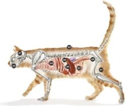 Micho Adult Cat - Premium Kattenvoer - 15 Kg -Huisdier Verkoop 1200x1013 1