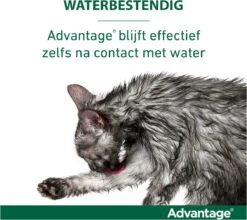 Bayer Anti Vlooienmiddel Advantage 80 > 4 Kg - 4 X 0,8 Ml 32 Bayer Anti Vlooienmiddel Advantage 80 > 4 Kg - 4 X 0,8 Ml -Huisdier Verkoop 1200x1069 6