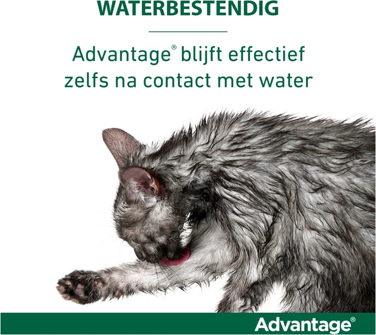 Bayer Anti Vlooienmiddel Advantage 80 > 4 Kg - 4 X 0,8 Ml 15 Bayer Anti Vlooienmiddel Advantage 80 > 4 Kg - 4 X 0,8 Ml - Afbeelding 13