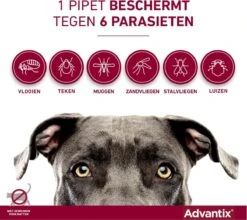 Bayer Advantix Spot-on 400/2000 25+ Kg - 4 Pipetten -Huisdier Verkoop 1200x1071 3