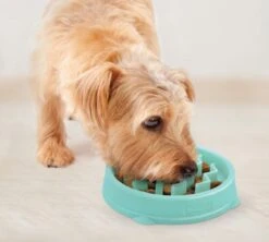 Outward Hound Slo Bowl Fun Feeder Voerbak - Anti Schrok Voerbak - Voerbak Slo-Bowl Mini Drop Teal Lichtblauw - 22X22X5 CM -Huisdier Verkoop 1200x1078 2