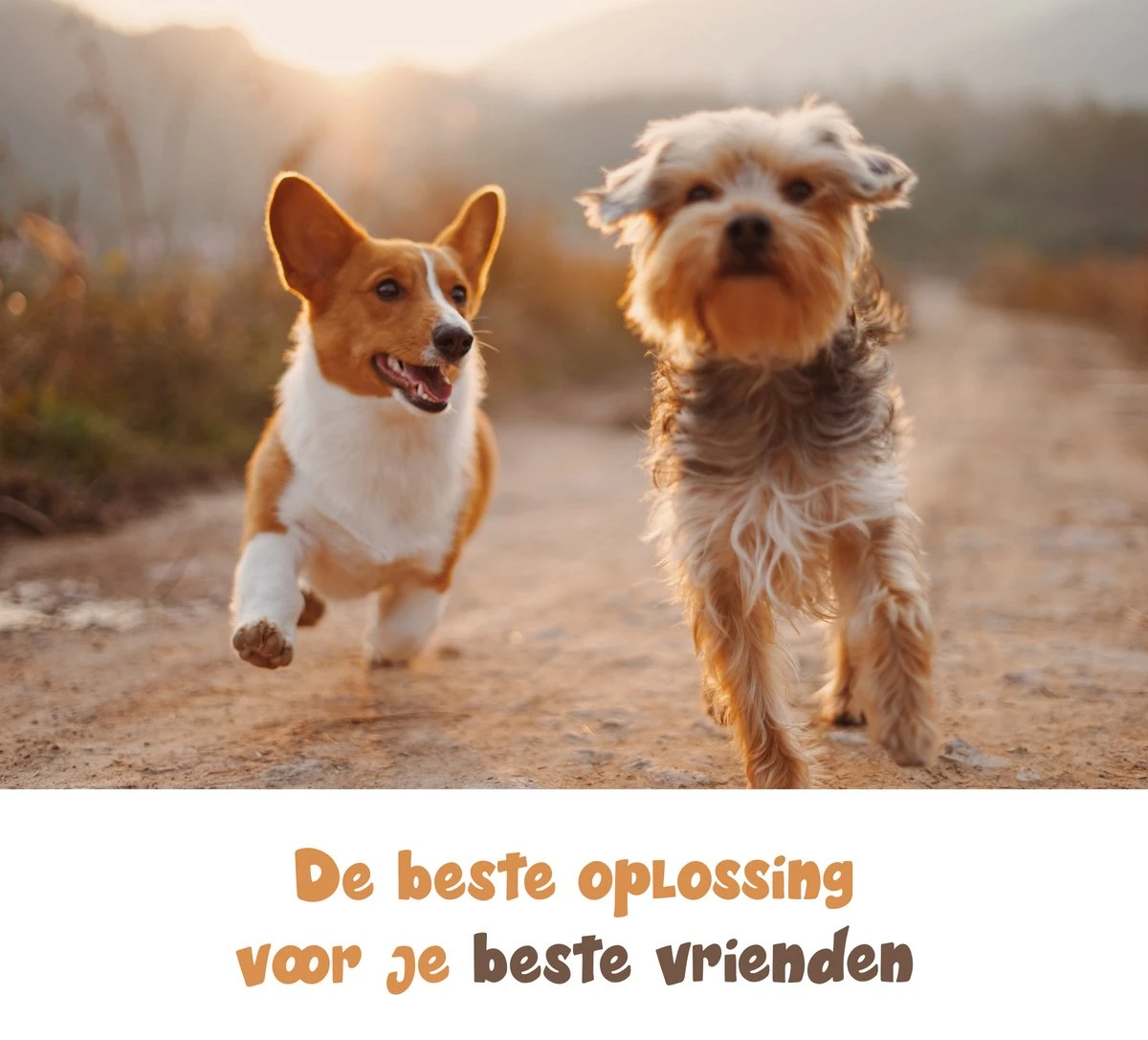 Dubbele Honden Riem – Leiband Hond – Hondenlijn – Looplijn Hond – 2 Honden – 3 Meter – Tot 12kg Per Hond – Reflecterende Lijnen – Met Zaklamp – 360° Draaien – Verstelbaar - Navy Blauw 9 Dubbele Honden Riem – Leiband Hond – Hondenlijn – Looplijn Hond – 2 Honden – 3 Meter – Tot 12kg Per Hond – Reflecterende Lijnen – Met Zaklamp – 360° Draaien – Verstelbaar - Navy Blauw - Afbeelding 7