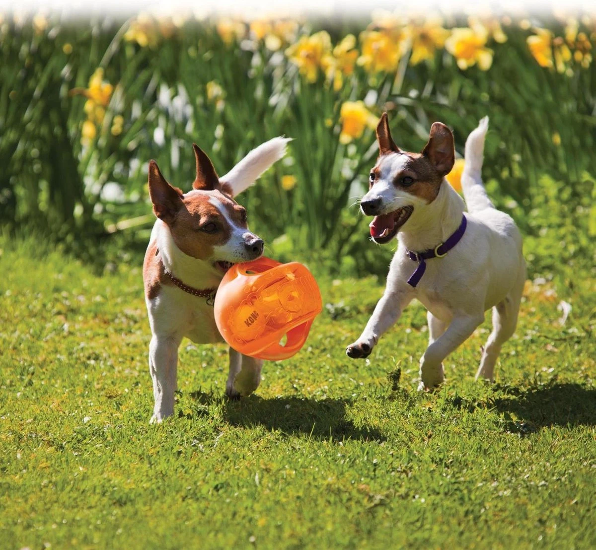 Kong Jumbler Ball - Assorti Hondenspeelgoed - L/XL - Ø18 Cm 8 Kong Jumbler Ball - Assorti Hondenspeelgoed - L/XL - Ø18 Cm - Afbeelding 6