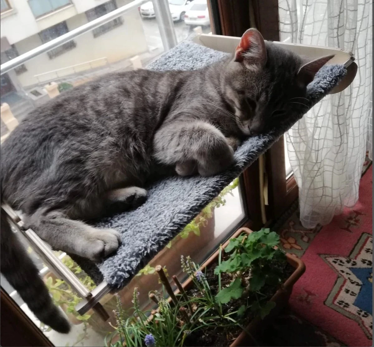 Merkloos Arnillo - Kattenhangmat - Kattenhangmat Raam - Kattenmand - Kattenbed - Kattenbed Raam - Kat Decoratie - Houten Kattenhangmat 4 Merkloos Arnillo - Kattenhangmat - Kattenhangmat Raam - Kattenmand - Kattenbed - Kattenbed Raam - Kat Decoratie - Houten Kattenhangmat - Afbeelding 2