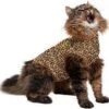 Medical Pet Shirt Kat Luipaard Print - XS -Huisdier Verkoop 1200x1133 12