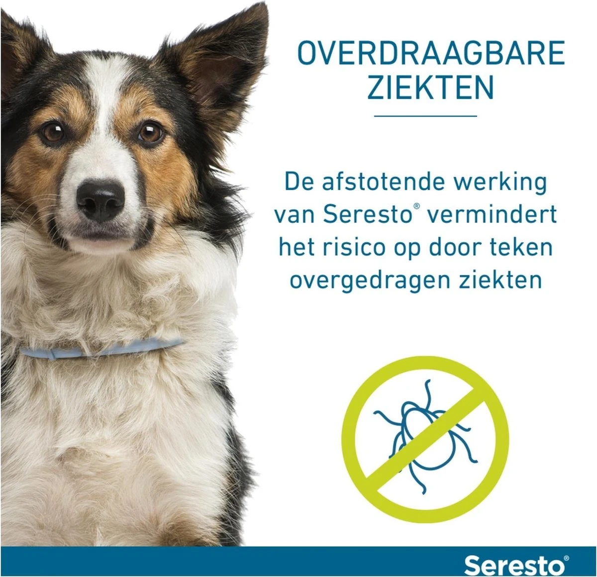 Seresto Vlooien En Tekenband - Kleine Hond - 0 Tot 8 Kg 22 Seresto Vlooien En Tekenband - Kleine Hond - 0 Tot 8 Kg - Afbeelding 20