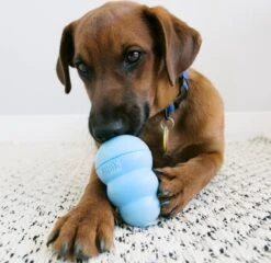 Kong Puppy - Kauwbot Hondenspeelgoed Small - Kauwbot - 85mm X 42mm - Groen/Wit 33 Kong Puppy - Kauwbot Hondenspeelgoed Small - Kauwbot - 85mm X 42mm - Groen/Wit -Huisdier Verkoop 1200x1167 32