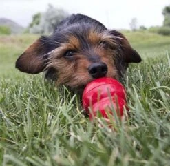 Kong Kauwbot - Hondenspeelgoed - Rood - M 35 Kong Kauwbot - Hondenspeelgoed - Rood - M -Huisdier Verkoop 1200x1171 9