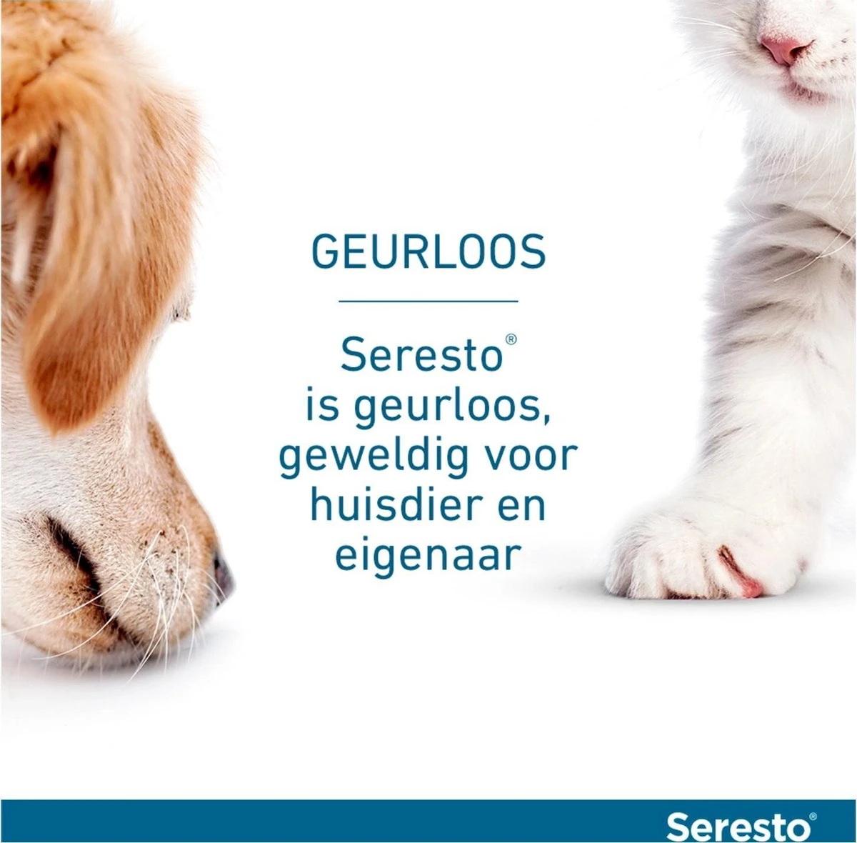 Seresto Vlooien En Tekenband - Kleine Hond - 0 Tot 8 Kg 20 Seresto Vlooien En Tekenband - Kleine Hond - 0 Tot 8 Kg - Afbeelding 18