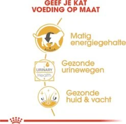 Royal Canin Fbn British Shorthair Adult Pouch - Kattenvoer - 12x85 G 14 Royal Canin Fbn British Shorthair Adult Pouch - Kattenvoer - 12x85 G -Huisdier Verkoop 1200x1182 18