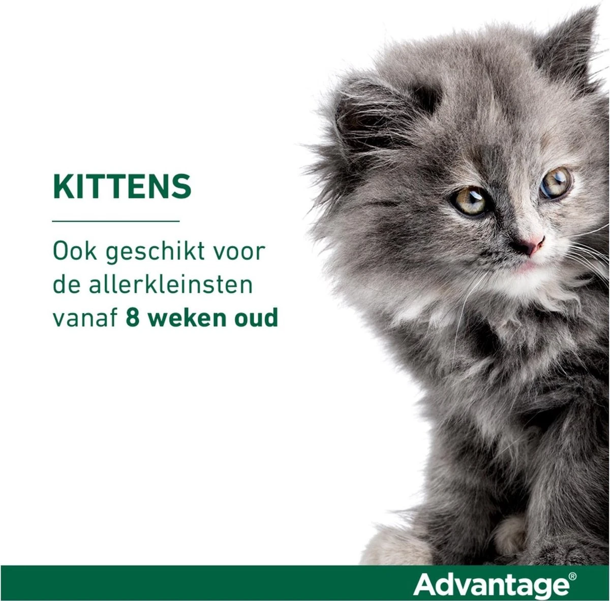 Bayer Anti Vlooienmiddel Advantage 80 > 4 Kg - 4 X 0,8 Ml 13 Bayer Anti Vlooienmiddel Advantage 80 > 4 Kg - 4 X 0,8 Ml - Afbeelding 11