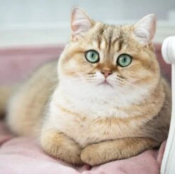 Lord Lou - George Blauw Velvet S - Luxe Hondenmand - Luxe Kattenmand - 49x40x31 -Huisdier Verkoop 1200x1197 34