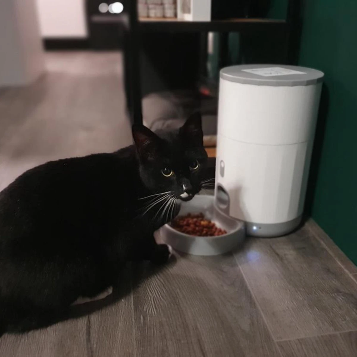 Pettadore Nutri Fresh - Automatische Voerbak Kat/Hond - Smart En Vershoudend - 2.6L 17 Pettadore Nutri Fresh - Automatische Voerbak Kat/Hond - Smart En Vershoudend - 2.6L - Afbeelding 15