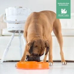 Outward Hound Slo Bowl Fun Feeder Voerbak - Anti Schrok Voerbak - Voerbak Slo-Bowl Mini Drop Teal Lichtblauw - 22X22X5 CM -Huisdier Verkoop 1200x1200 1253