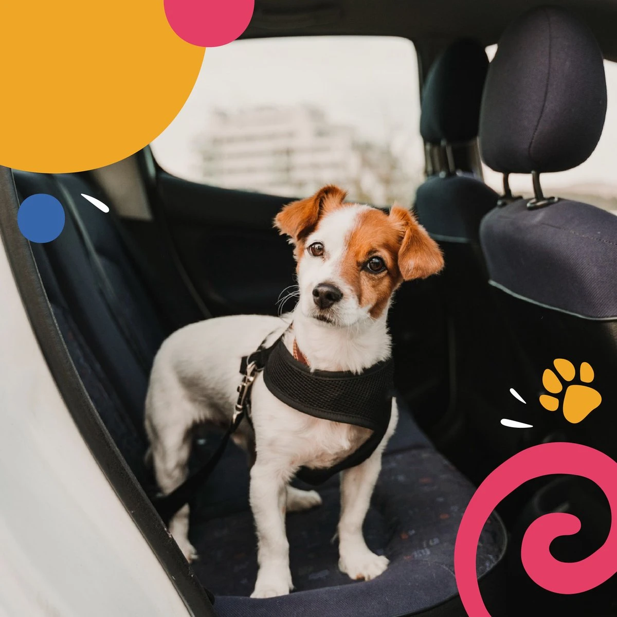 Hondentuig - Hondenharnas - Hondenriem - Anti Trek - Autogordel Hond - Zwart - Maat S 9 Hondentuig - Hondenharnas - Hondenriem - Anti Trek - Autogordel Hond - Zwart - Maat S - Afbeelding 7