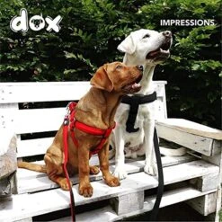 DDOXX Hondenharnas Nylon, Step-In, Verstelbaar, Uitbraakbestendig | Voor Kleine, Middelgrote & Grote Honden | Borstharnas Hond Kat Puppy Auto | Puppy Harnas Kat Harnas | Zwart, S 22 DDOXX Hondenharnas Nylon, Step-In, Verstelbaar, Uitbraakbestendig | Voor Kleine, Middelgrote & Grote Honden | Borstharnas Hond Kat Puppy Auto | Puppy Harnas Kat Harnas | Zwart, S -Huisdier Verkoop 1200x1200 1399