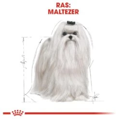Royal Canin Maltese Adult 1.5 KG 19 Royal Canin Maltese Adult 1.5 KG -Huisdier Verkoop 1200x1200 1415
