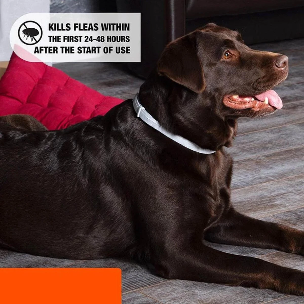 Igoods Vlooienband Hond - Vlooienband Kat - Alle Honden & Katten - One Size Fits All - Anti Vlooien En Tekenmiddel - Tekenband - 8 Maanden Bescherming - Diervriendelijk 13 Igoods Vlooienband Hond - Vlooienband Kat - Alle Honden & Katten - One Size Fits All - Anti Vlooien En Tekenmiddel - Tekenband - 8 Maanden Bescherming - Diervriendelijk - Afbeelding 11