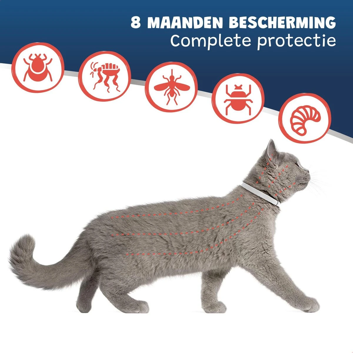 Teken- En Vlooienband Kat - Alle Maten - Anti Vlooien Voor Katten - Vlooien Kat - Tekenband - Diervriendelijk - Incl. Vlooienkam 6 Teken- En Vlooienband Kat - Alle Maten - Anti Vlooien Voor Katten - Vlooien Kat - Tekenband - Diervriendelijk - Incl. Vlooienkam - Afbeelding 4