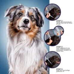 Igoods Vlooienband Hond - Vlooienband Kat - Alle Honden & Katten - One Size Fits All - Anti Vlooien En Tekenmiddel - Tekenband - 8 Maanden Bescherming - Diervriendelijk - Oranje 17 Igoods Vlooienband Hond - Vlooienband Kat - Alle Honden & Katten - One Size Fits All - Anti Vlooien En Tekenmiddel - Tekenband - 8 Maanden Bescherming - Diervriendelijk - Oranje -Huisdier Verkoop 1200x1200 1498