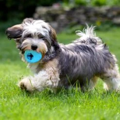 Nobleza Honden Speelgoed - Hondenspeeltjes - Hondenbal - Hondenspeelgoed - Honden Bal - Snackbal Hond - Kauwspeelgoed - Blauw - 8 Cm -Huisdier Verkoop 1200x1200 1601