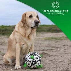 Honden Speelgoed Bal Voetbal Extra Sterk Met Handvaten Ball Hondenbal - 15 Cm - Dutchwide -Huisdier Verkoop 1200x1200 1608