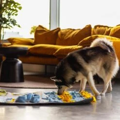 Snuffies Snuffelmat Jara 100x65cm - Snuffelmat – Snuffelmatten - Honden Speelgoed - Honden Speelgoed Intelligentie – Snuffelmat - Snuffelmat Hond - Snuffelmatten – Hersenwerk – Honden Speeltjes – Puppy - Puppy Speelgoed - Honden Denkspelletjes 15 Snuffies Snuffelmat Jara 100x65cm - Snuffelmat – Snuffelmatten - Honden Speelgoed - Honden Speelgoed Intelligentie – Snuffelmat - Snuffelmat Hond - Snuffelmatten – Hersenwerk – Honden Speeltjes – Puppy - Puppy Speelgoed - Honden Denkspelletjes -Huisdier Verkoop 1200x1200 1689