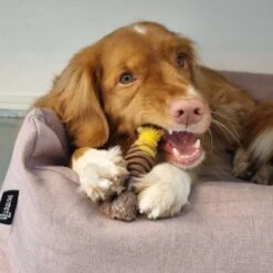 Nylabone Extreme Kauwbot Textuur Met Rund- En Kaassmaak -Huisdier Verkoop 1200x1200 1763