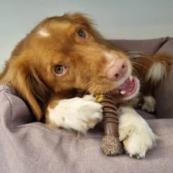 Nylabone Extreme Kauwbot Textuur Met Rund- En Kaassmaak -Huisdier Verkoop 1200x1200 1766