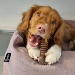 Nylabone Extreme Kauwbot Textuur Met Rund- En Kaassmaak -Huisdier Verkoop 1200x1200 1767