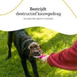 All 4 Pets Supply® Honden Speelgoed Set Geschikt Voor Puppy's T/m Middelgrote Honden - 12 Stuks - Hondenspeeltjes - Intelligentie - Touw - Flostouw - Bijtring - Bal 17 All 4 Pets Supply® Honden Speelgoed Set Geschikt Voor Puppy's T/m Middelgrote Honden - 12 Stuks - Hondenspeeltjes - Intelligentie - Touw - Flostouw - Bijtring - Bal -Huisdier Verkoop 1200x1200 1772