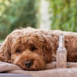 Hondenparfum Spray In 4 Geuren - Greenfields - Alchoholvrije En PH Neutrale Formule Tegen Onaangename Geurtjes - 50ml - Wild 26 Hondenparfum Spray In 4 Geuren - Greenfields - Alchoholvrije En PH Neutrale Formule Tegen Onaangename Geurtjes - 50ml - Wild -Huisdier Verkoop 1200x1200 181