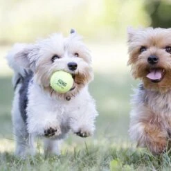 Kong Air Squacker Tennisbal - Hondenspeelgoed - Geel - M - Ø7,1 Cm 19 Kong Air Squacker Tennisbal - Hondenspeelgoed - Geel - M - Ø7,1 Cm -Huisdier Verkoop 1200x1200 1827