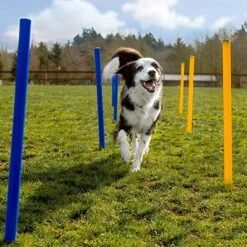 Agility Voor De Hond - 16 Delig - Agility Set - Hondentunnel - Horde - Slalom Palen - Honden Training Set - Honden Behendigheidsset - Agility Toestellen -Huisdier Verkoop 1200x1200 1836