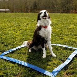 Agility Voor De Hond - 16 Delig - Agility Set - Hondentunnel - Horde - Slalom Palen - Honden Training Set - Honden Behendigheidsset - Agility Toestellen -Huisdier Verkoop 1200x1200 1839