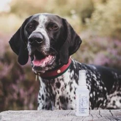 Hondenparfum Spray In 4 Geuren - Greenfields - Alchoholvrije En PH Neutrale Formule Tegen Onaangename Geurtjes - 50ml - Wild 35 Hondenparfum Spray In 4 Geuren - Greenfields - Alchoholvrije En PH Neutrale Formule Tegen Onaangename Geurtjes - 50ml - Wild -Huisdier Verkoop 1200x1200 185