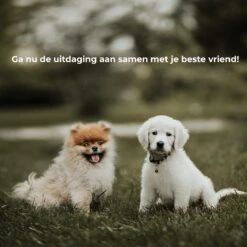 AYOO Agility Voor De Hond - Honden Training - Honden Behendigheid Set - Hondenparcours - Training Huisdieren - Honden Agility Set - Slalom - Horde - Draagzak - Agility Set - Oranje - Wit - GRATIS Speeltouw 19 AYOO Agility Voor De Hond - Honden Training - Honden Behendigheid Set - Hondenparcours - Training Huisdieren - Honden Agility Set - Slalom - Horde - Draagzak - Agility Set - Oranje - Wit - GRATIS Speeltouw -Huisdier Verkoop 1200x1200 1862