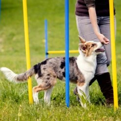 Agility Voor De Hond - Agility Set- Hondentunnel 300 Cm- Slalom Set - Horde - Startveld - Honden Behendigheidsset - 16 Delig - Tunnel - Slalom - Horde - Agility Set Voor De Hond - Agility Set -Huisdier Verkoop 1200x1200 1874